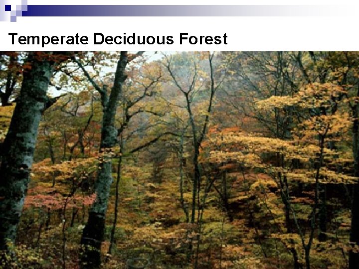 Temperate Deciduous Forest 