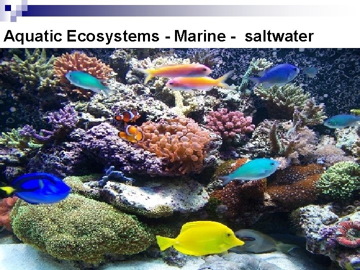 Aquatic Ecosystems - Marine - saltwater 