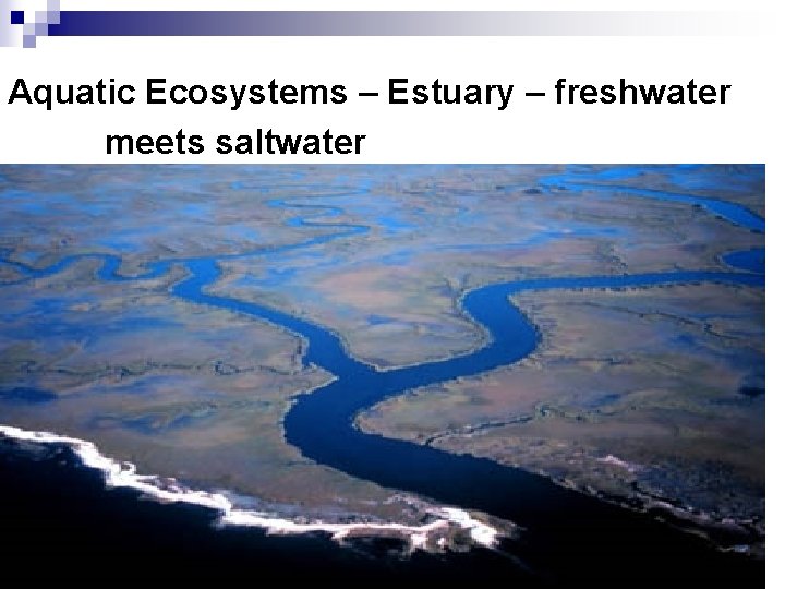 Aquatic Ecosystems – Estuary – freshwater meets saltwater 