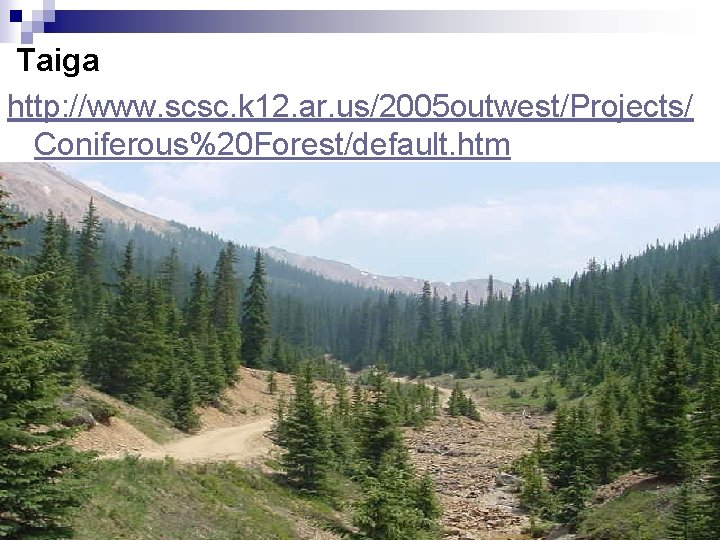 Taiga http: //www. scsc. k 12. ar. us/2005 outwest/Projects/ Coniferous%20 Forest/default. htm 