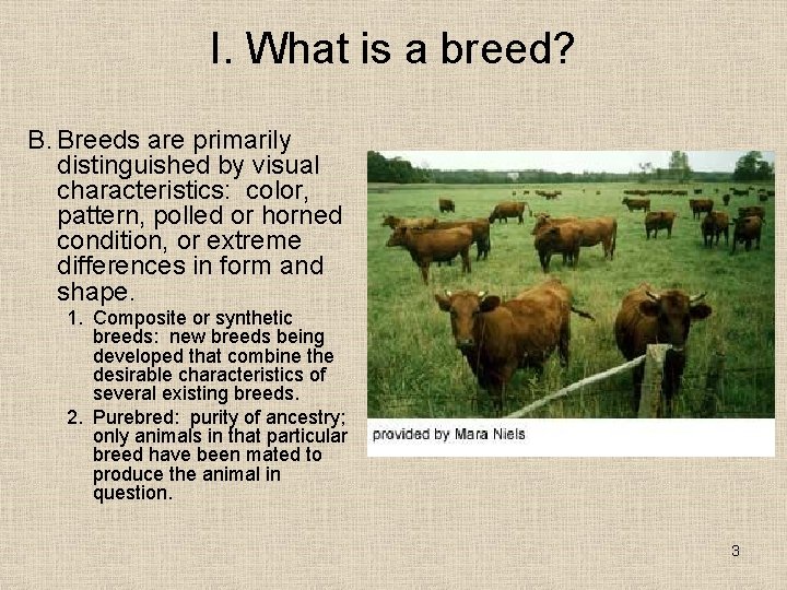 I. What is a breed? B. Breeds are primarily distinguished by visual characteristics: color,