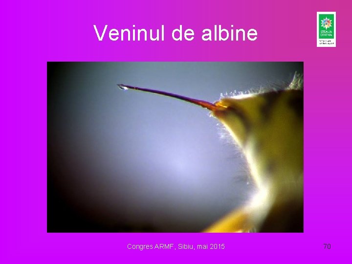 Veninul de albine Congres ARMF, Sibiu, mai 2015 70 Veninul de albine Congres ARMF, Sibiu, mai 2015 70