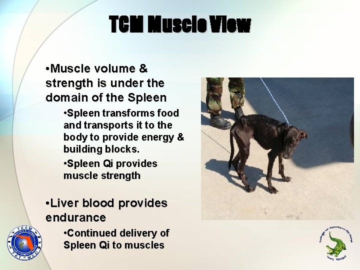 TCM Muscle View • Muscle volume & strength is under the domain of the