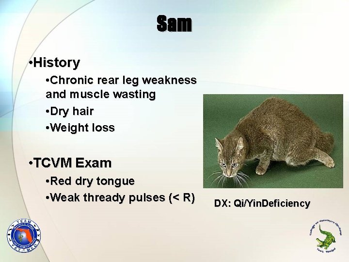 Sam • History • Chronic rear leg weakness and muscle wasting • Dry hair