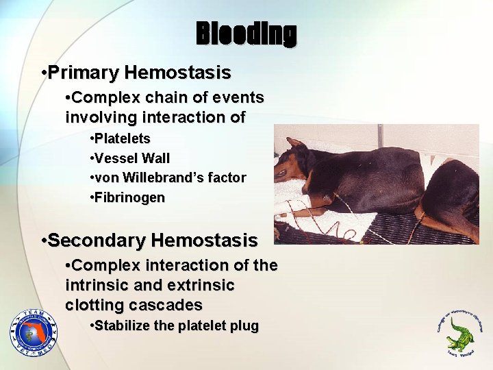 Bleeding • Primary Hemostasis • Complex chain of events involving interaction of • Platelets