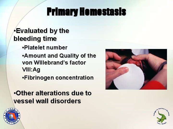 Primary Hemostasis • Evaluated by the bleeding time • Platelet number • Amount and