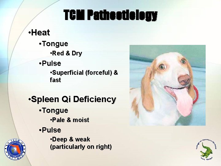 TCM Pathoetiology • Heat • Tongue • Red & Dry • Pulse • Superficial