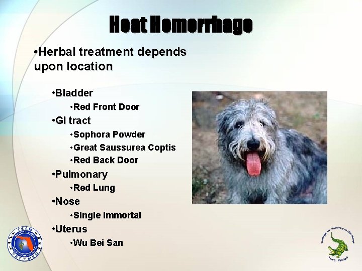 Heat Hemorrhage • Herbal treatment depends upon location • Bladder • Red Front Door