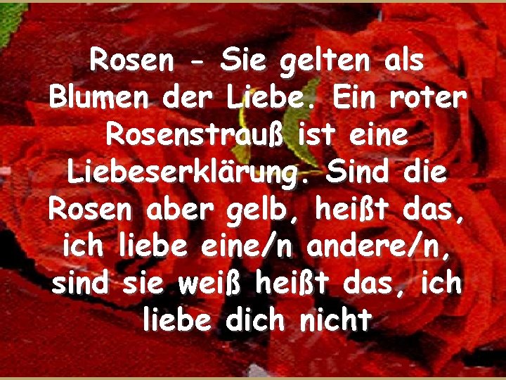 Rosen - Sie gelten als Blumen der Liebe. Ein roter Rosenstrauß ist eine Liebeserklärung.