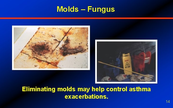 Molds – Fungus Eliminating molds may help control asthma exacerbations. 14 