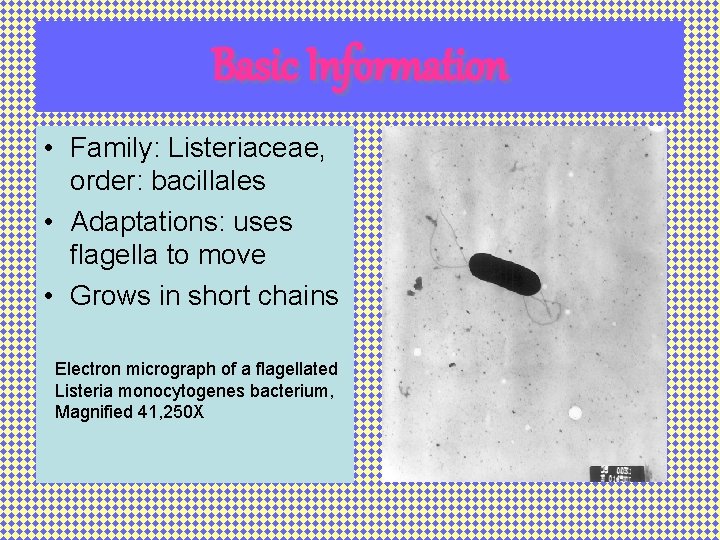 Basic Information • Family: Listeriaceae, order: bacillales • Adaptations: uses flagella to move •