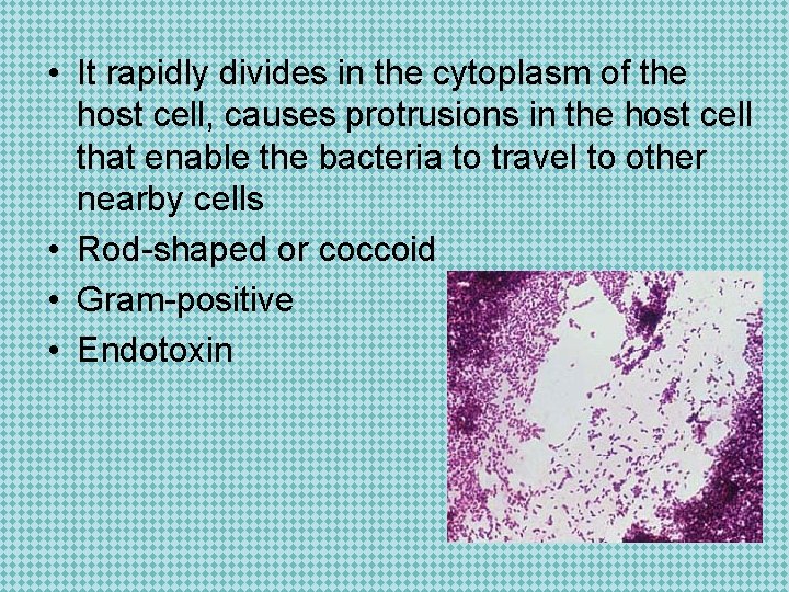  • It rapidly divides in the cytoplasm of the host cell, causes protrusions