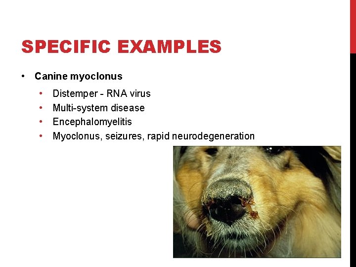 SPECIFIC EXAMPLES • Canine myoclonus • • Distemper - RNA virus Multi-system disease Encephalomyelitis