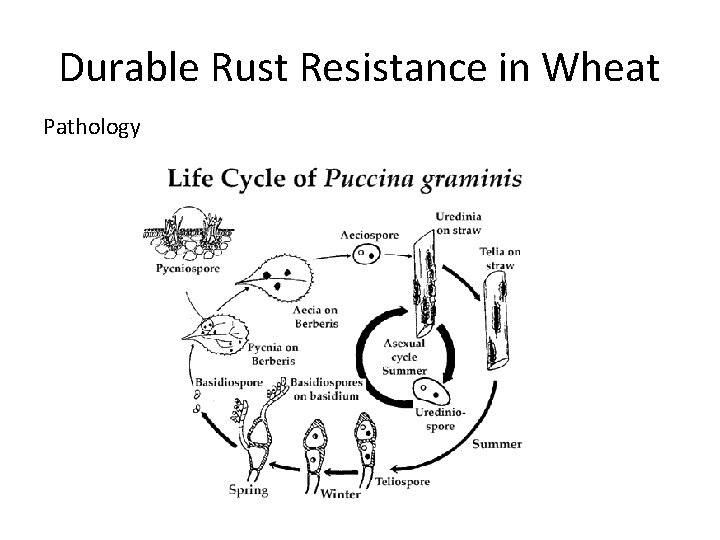 Durable Rust Resistance in Wheat Pathology 