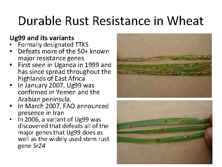 Durable Rust Resistance in Wheat Ug 99 and its variants • Formally designated TTKS