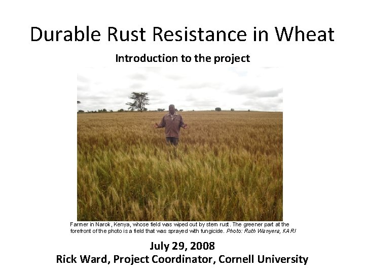 Durable Rust Resistance in Wheat Introduction to the project Farmer in Narok, Kenya, whose
