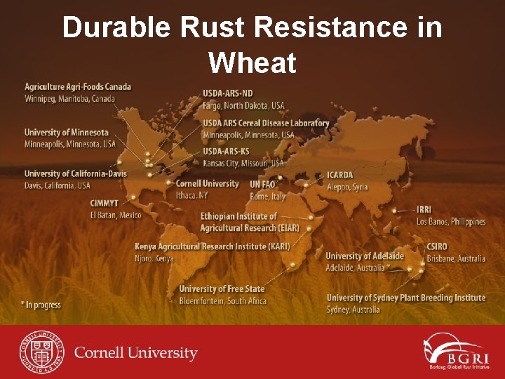 Durable Rust Resistance in Wheat 