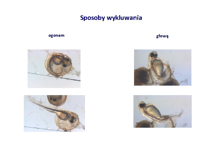 Sposoby wykluwania ogonem głową 