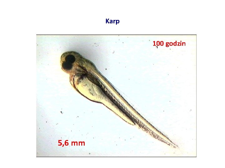 Karp 100 godzin 5, 6 mm 