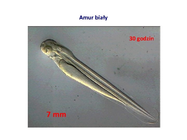 Amur biały 30 godzin 7 mm 