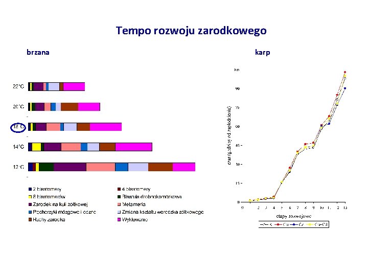 Tempo rozwoju zarodkowego brzana karp 