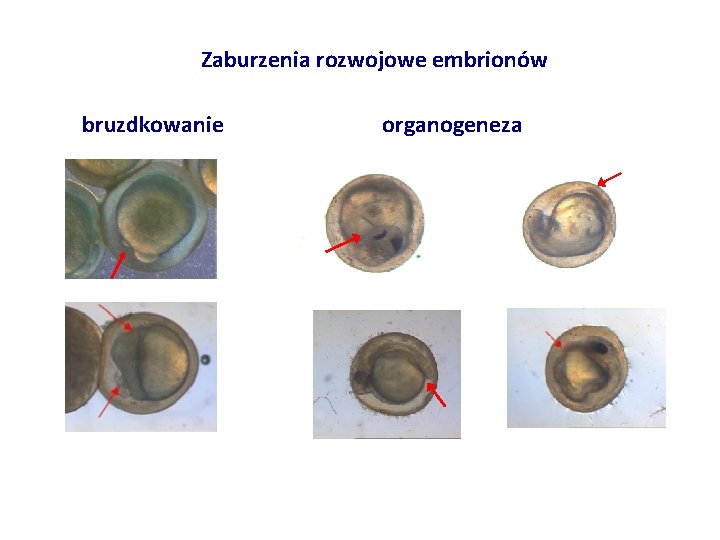 Zaburzenia rozwojowe embrionów bruzdkowanie organogeneza 