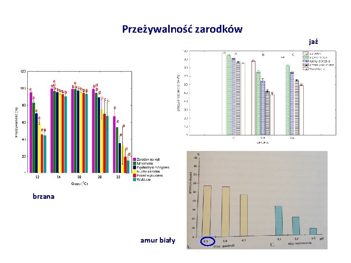 Przeżywalność zarodków jaź 12 14 18 20 22 jaź brzana amur biały 