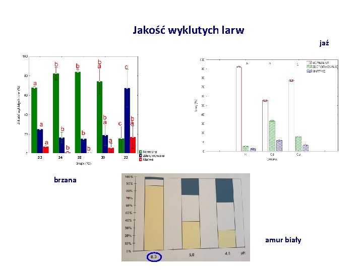 Jakość wyklutych larw jaź 12 14 18 20 22 brzana amur biały 