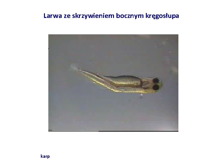 Larwa ze skrzywieniem bocznym kręgosłupa karp 