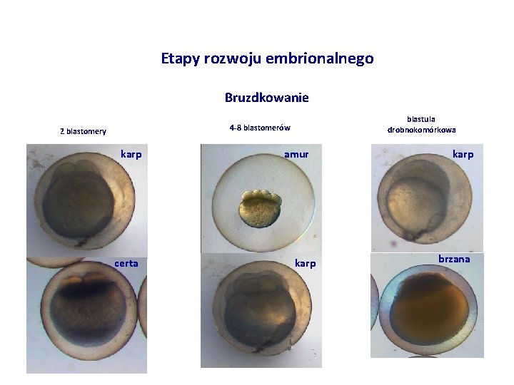 Etapy rozwoju embrionalnego Bruzdkowanie blastula drobnokomórkowa 4 -8 blastomerów 2 blastomery karp certa amur