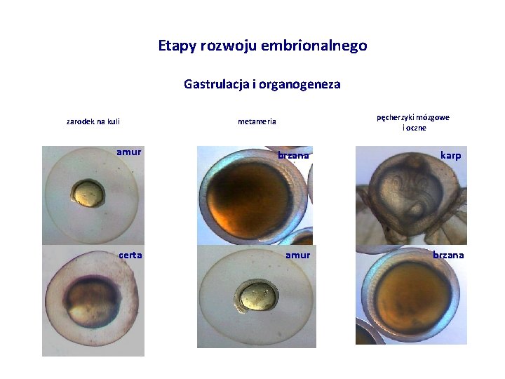 Etapy rozwoju embrionalnego Gastrulacja i organogeneza zarodek na kuli pęcherzyki mózgowe i oczne metameria