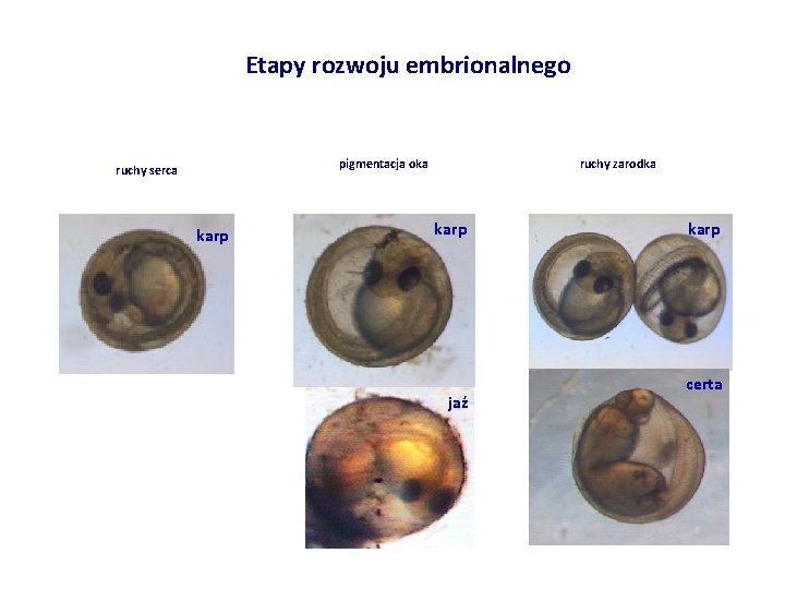 Etapy rozwoju embrionalnego pigmentacja oka ruchy serca karp ruchy zarodka karp jaź karp certa