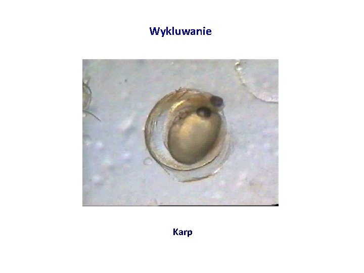 Wykluwanie Karp 