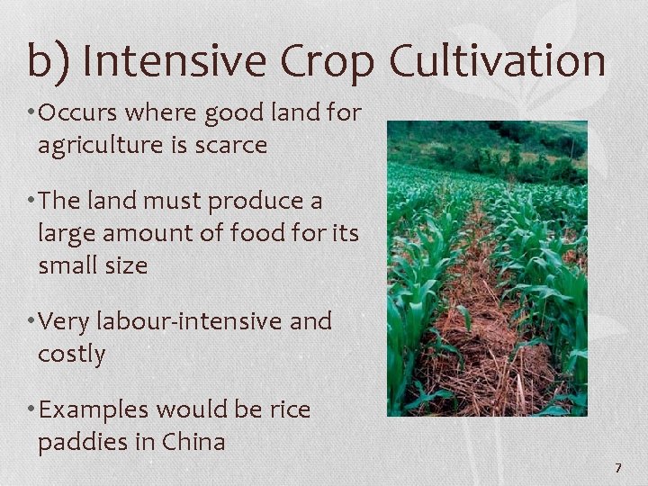 b) Intensive Crop Cultivation • Occurs where good land for agriculture is scarce •