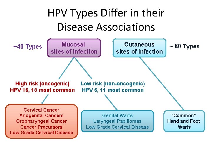 HPV Types Differ in their Disease Associations ~40 Types Mucosal sites of infection High