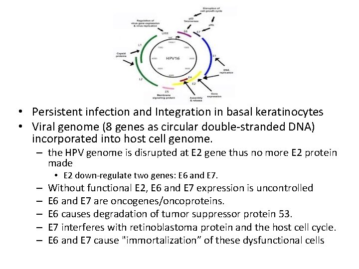  • Persistent infection and Integration in basal keratinocytes • Viral genome (8 genes