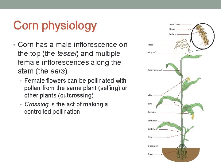 Corn physiology • Corn has a male inflorescence on the top (the tassel) and