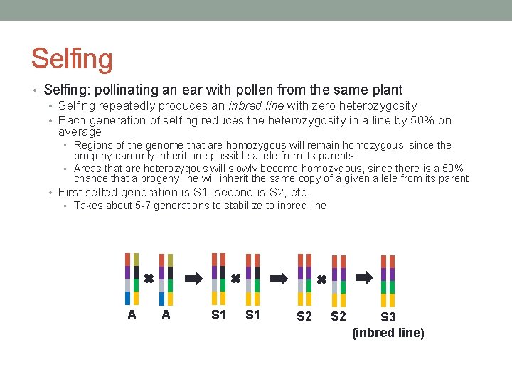 Selfing • Selfing: pollinating an ear with pollen from the same plant • Selfing