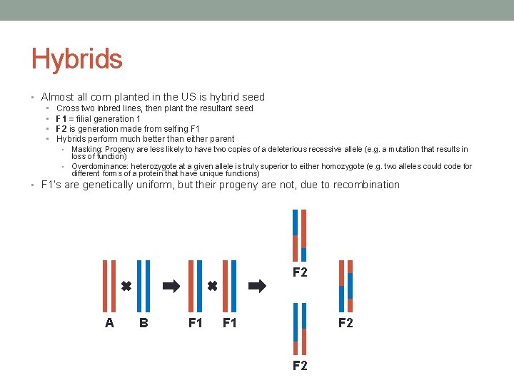 Hybrids • Almost all corn planted in the US is hybrid seed • •