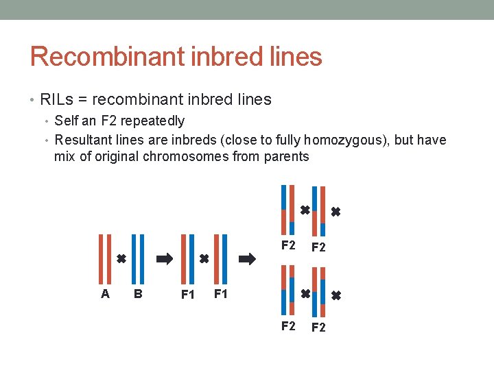 Recombinant inbred lines • RILs = recombinant inbred lines • Self an F 2