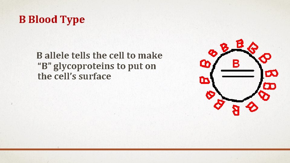 B Blood Type B allele tells the cell to make “B” glycoproteins to put