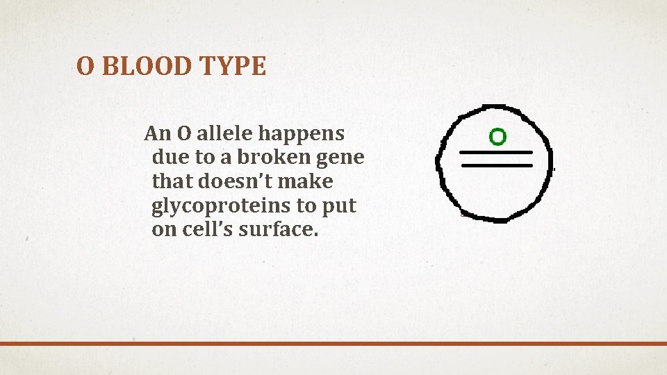 O BLOOD TYPE An O allele happens due to a broken gene that doesn’t