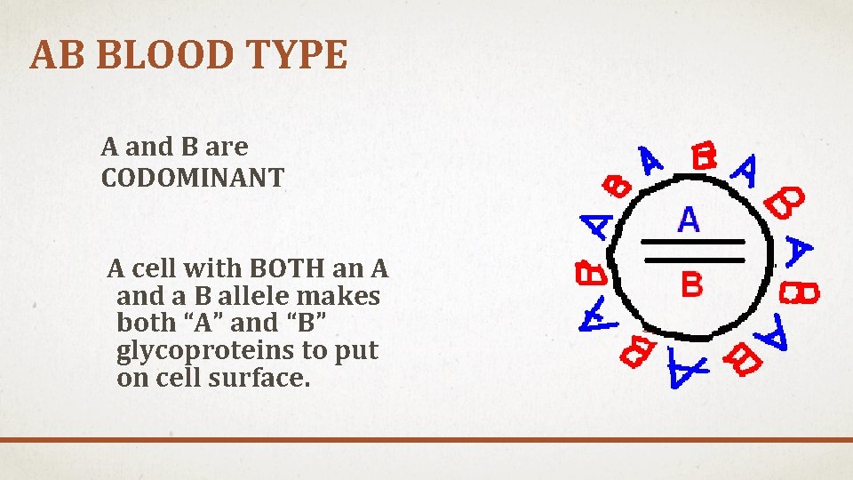 AB BLOOD TYPE A and B are CODOMINANT A cell with BOTH an A
