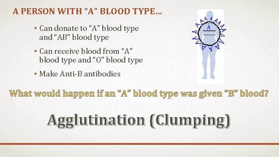 A PERSON WITH “A” BLOOD TYPE… • Can donate to “A” blood type and