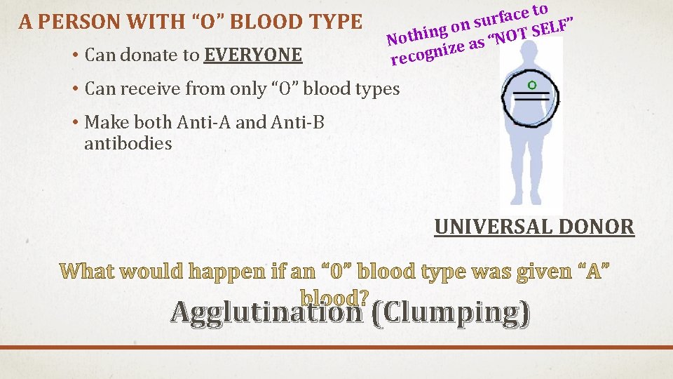 A PERSON WITH “O” BLOOD TYPE • Can donate to EVERYONE to e c