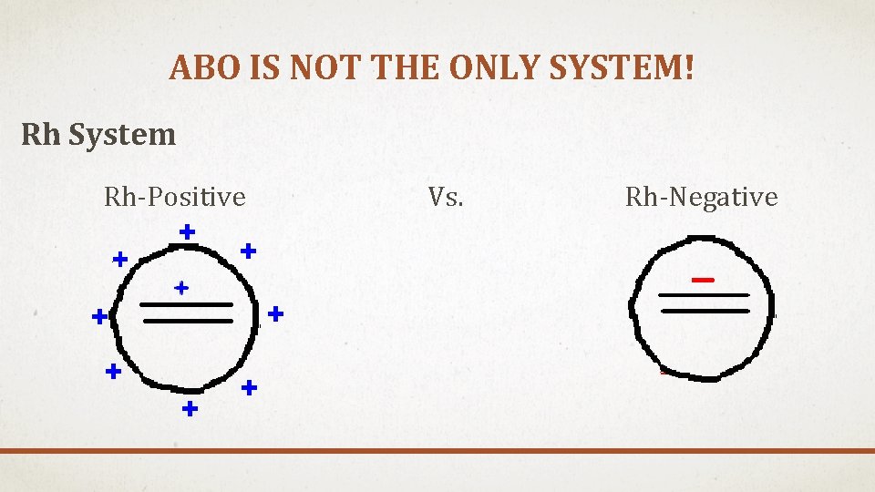 ABO IS NOT THE ONLY SYSTEM! Rh System Rh-Positive Vs. Rh-Negative 