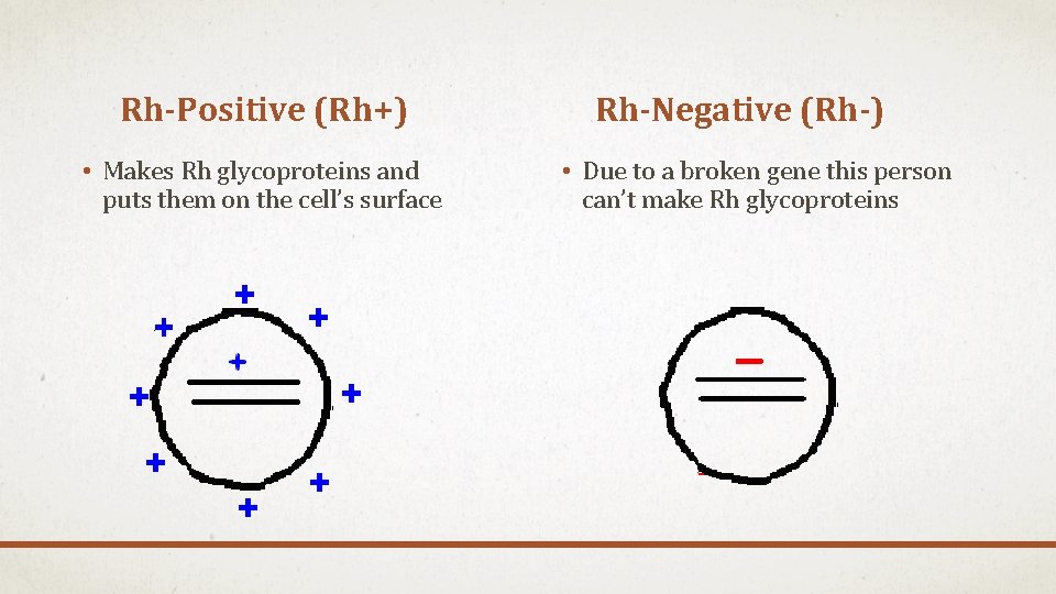 Rh-Positive (Rh+) • Makes Rh glycoproteins and puts them on the cell’s surface Rh-Negative