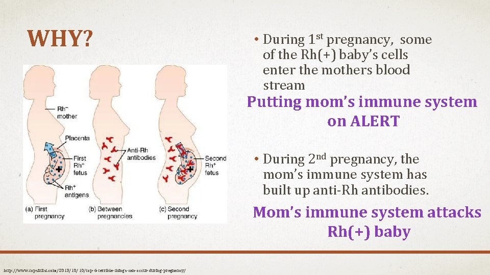 WHY? • During 1 st pregnancy, some of the Rh(+) baby’s cells enter the