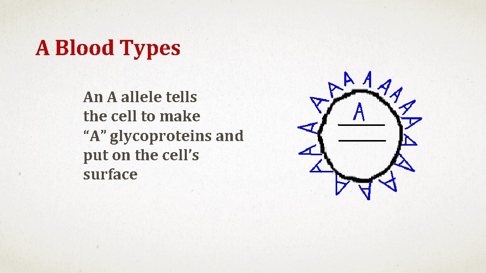 A Blood Types An A allele tells the cell to make “A” glycoproteins and
