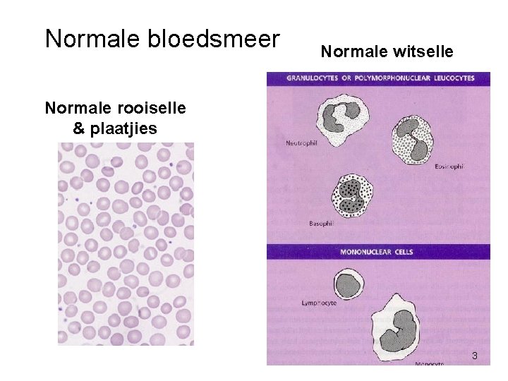 Normale bloedsmeer Normale witselle Normale rooiselle & plaatjies 3 